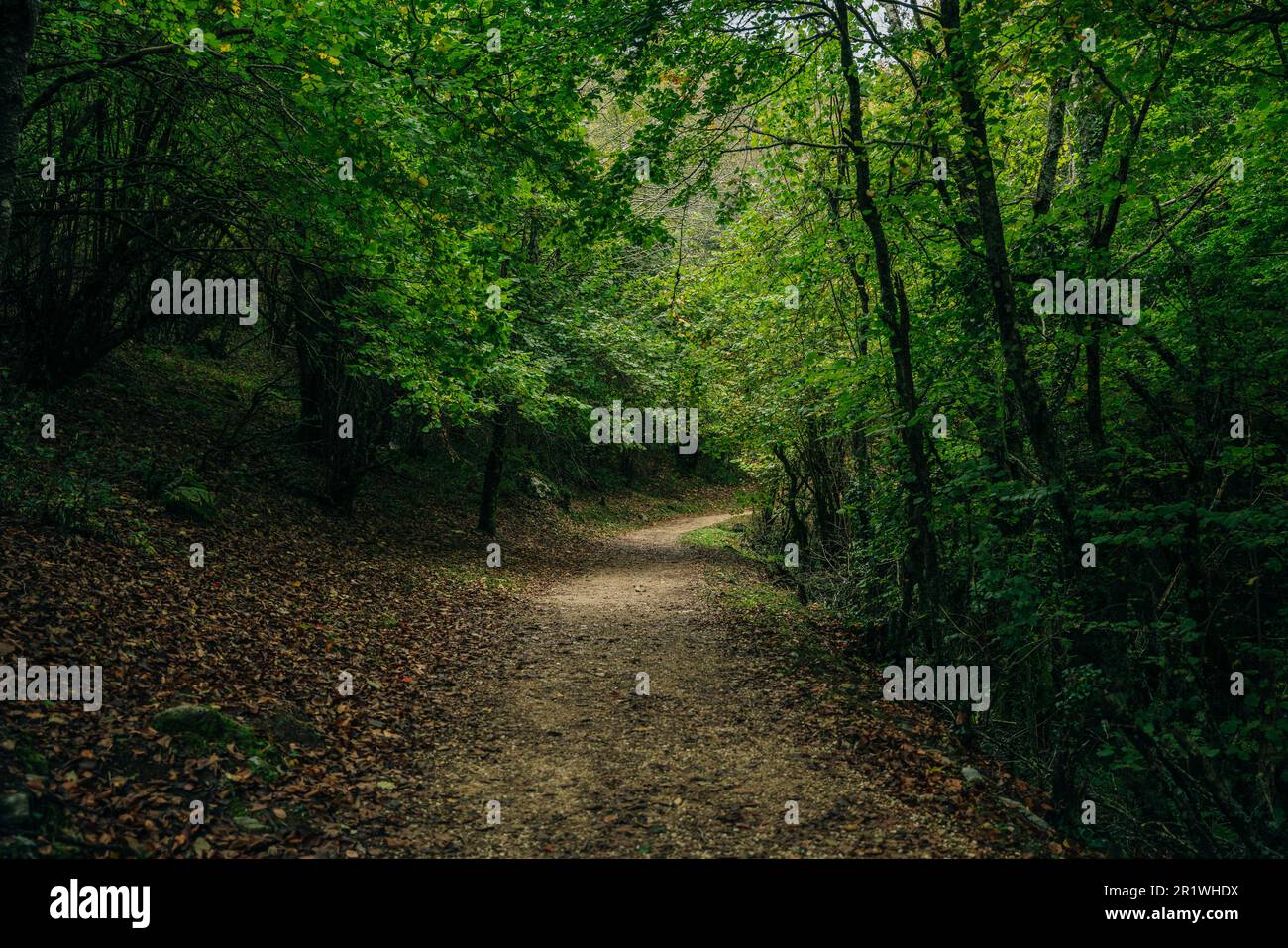 Pilgrim trail on the Camino de Santiago trail, Galicia, Spain. High quality photo Stock Photo