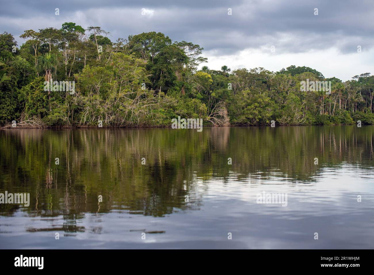 Amazon river rainforest reflection, comprising the countries of Brazil, Bolivia, Colombia, Ecuador, (French) Guyana, Suriname, Peru and Venezuela. Stock Photo