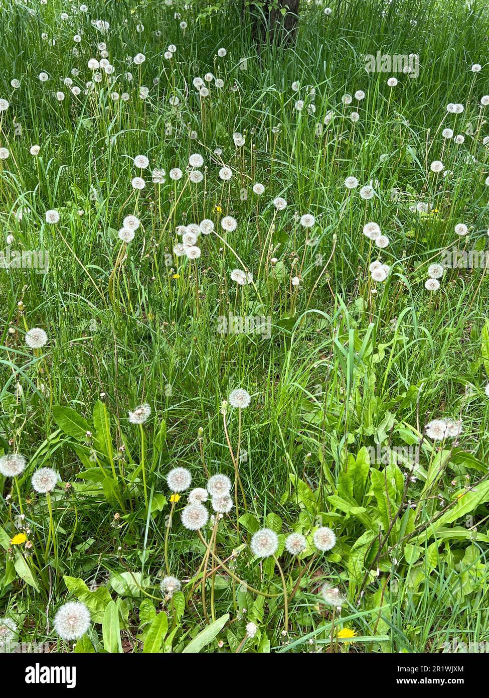 Field full of wishes. Dendelions gone to seed. Ready to blow and make wishes. Stock Photo