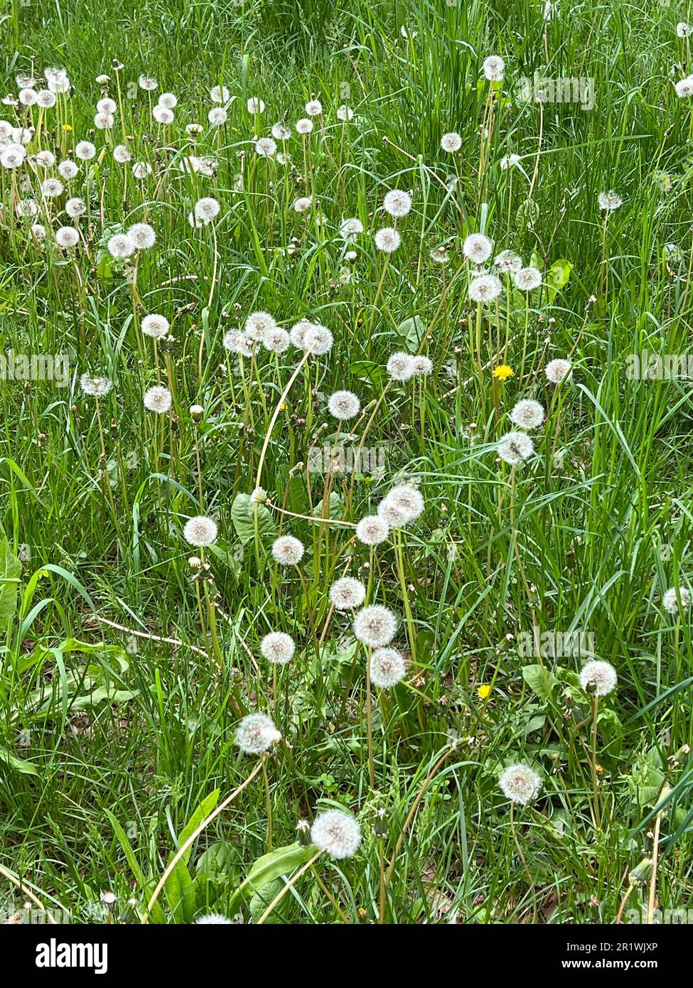 Field full of wishes. Dendelions gone to seed. Ready to blow and make wishes. Stock Photo