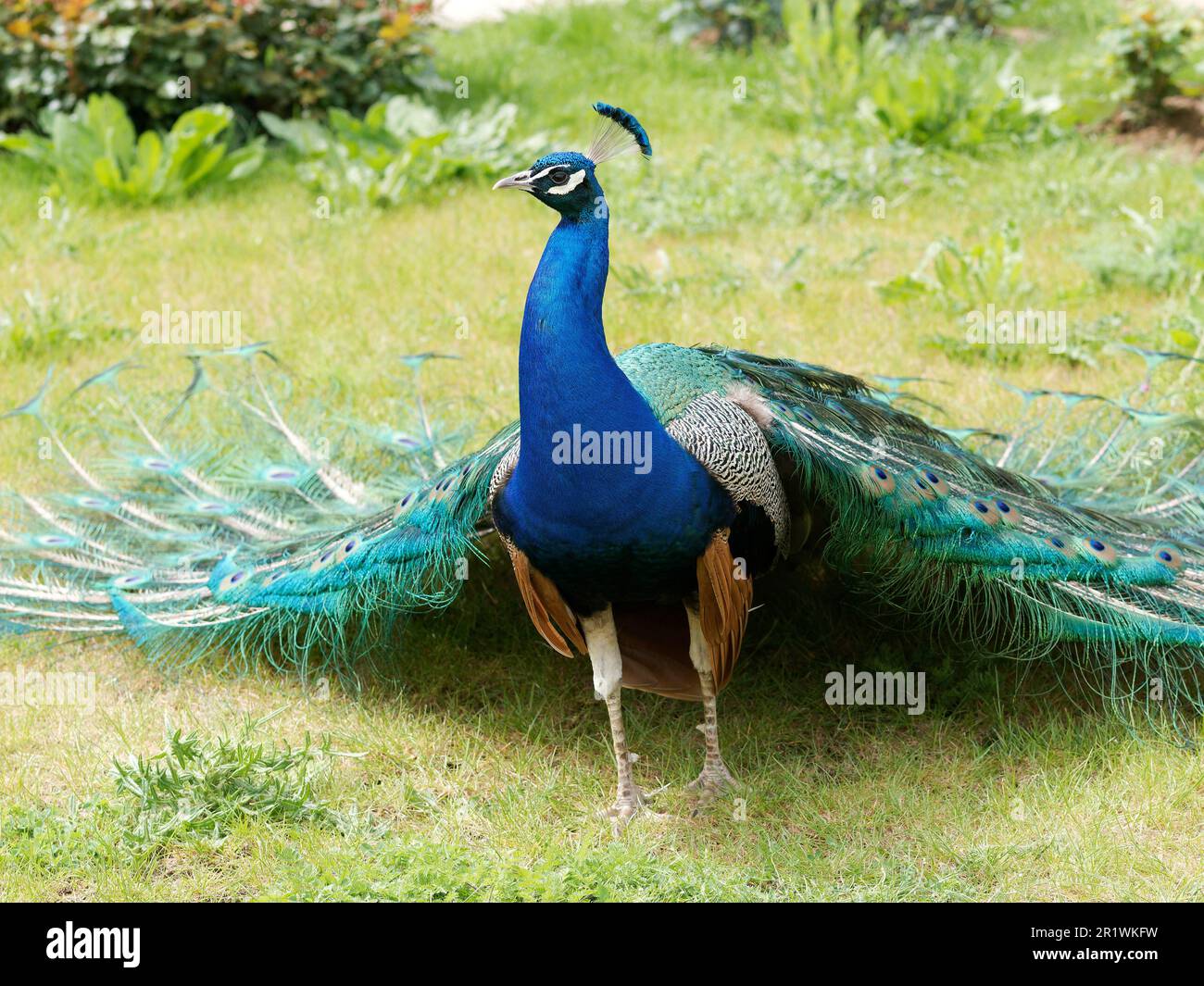 Beautiful blue peacock dragging tail feathers on the ground behind him