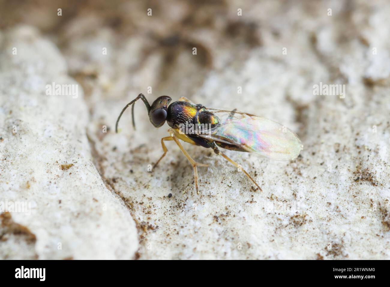 Encyrtidae hires stock photography and images Alamy