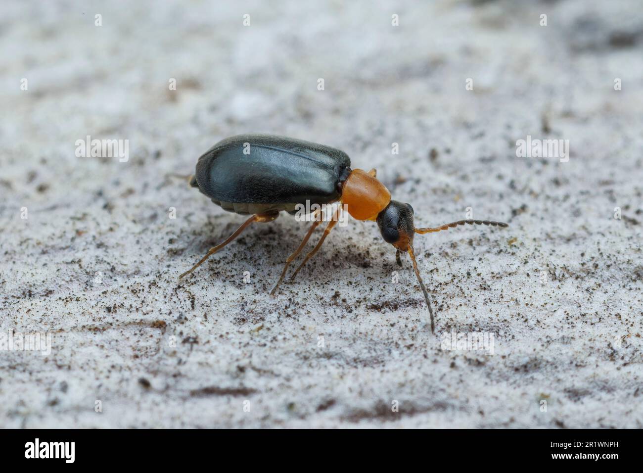 Malachite Beetle (Malachiini) Stock Photo