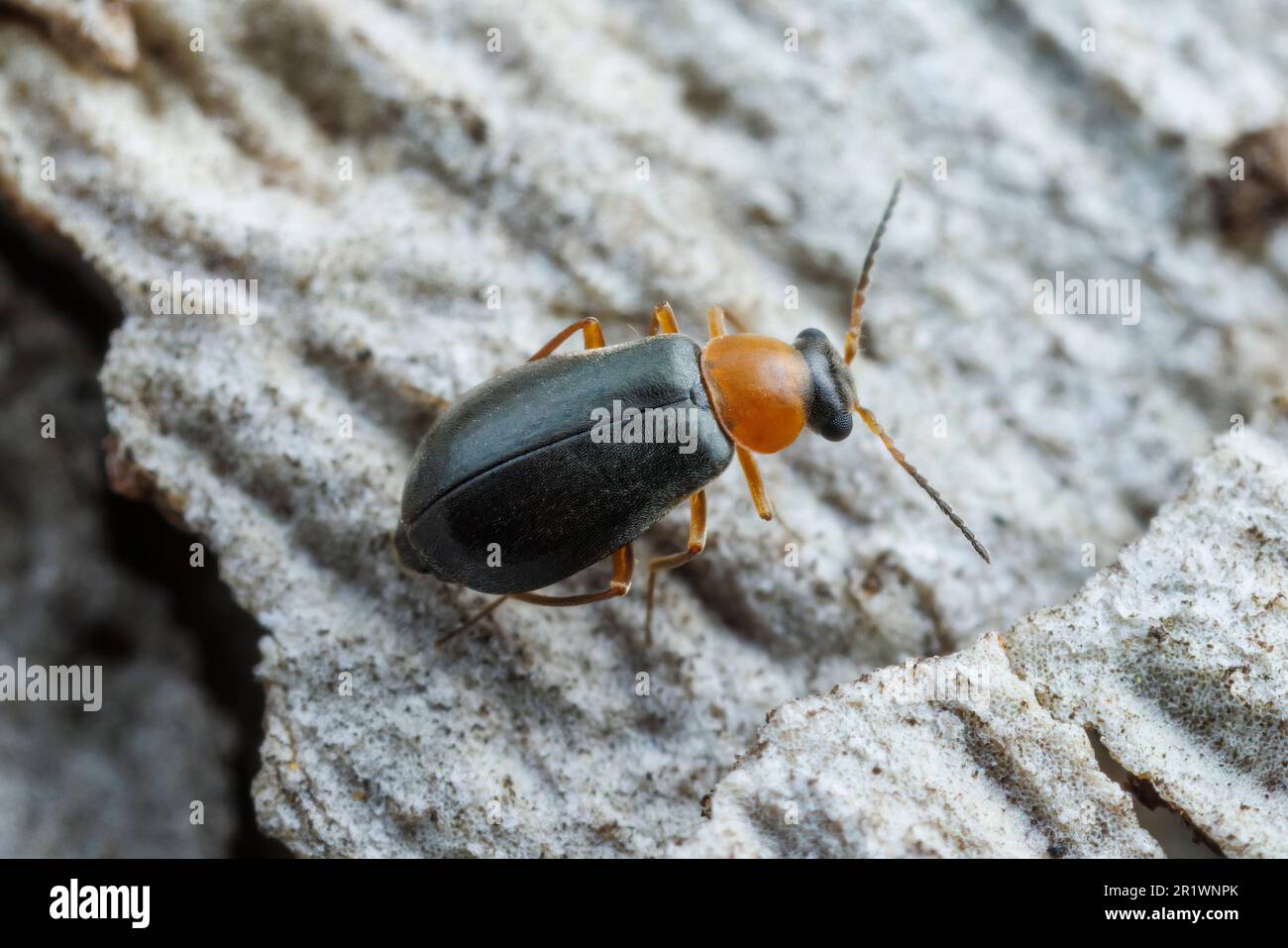 Malachite Beetle (Malachiini) Stock Photo
