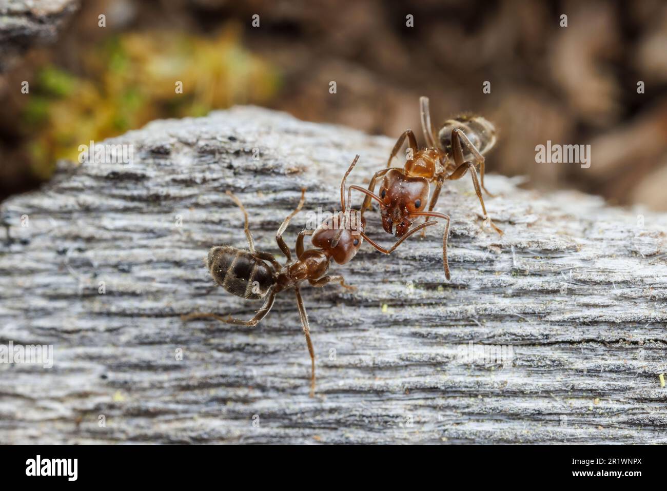 Velvety Tree Ant (Liometopum apiculatum) workers interact. Stock Photo