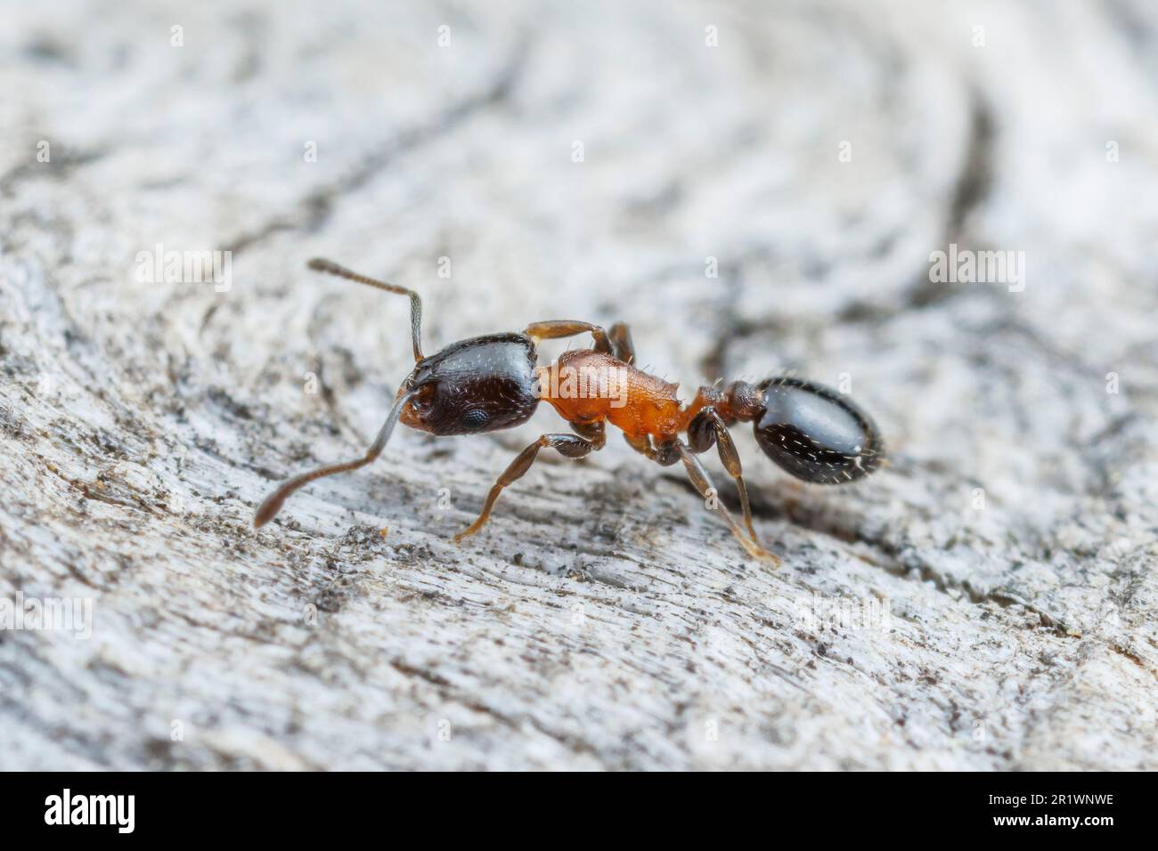 Acorn Ant (Temnothorax emmae) Stock Photo
