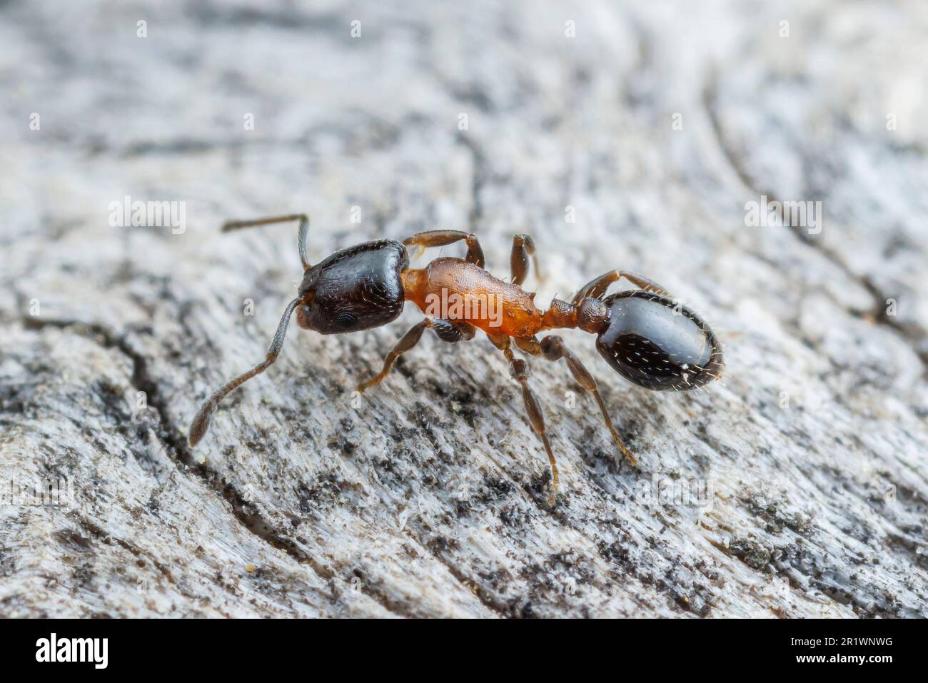 Acorn Ant (Temnothorax emmae) Stock Photo