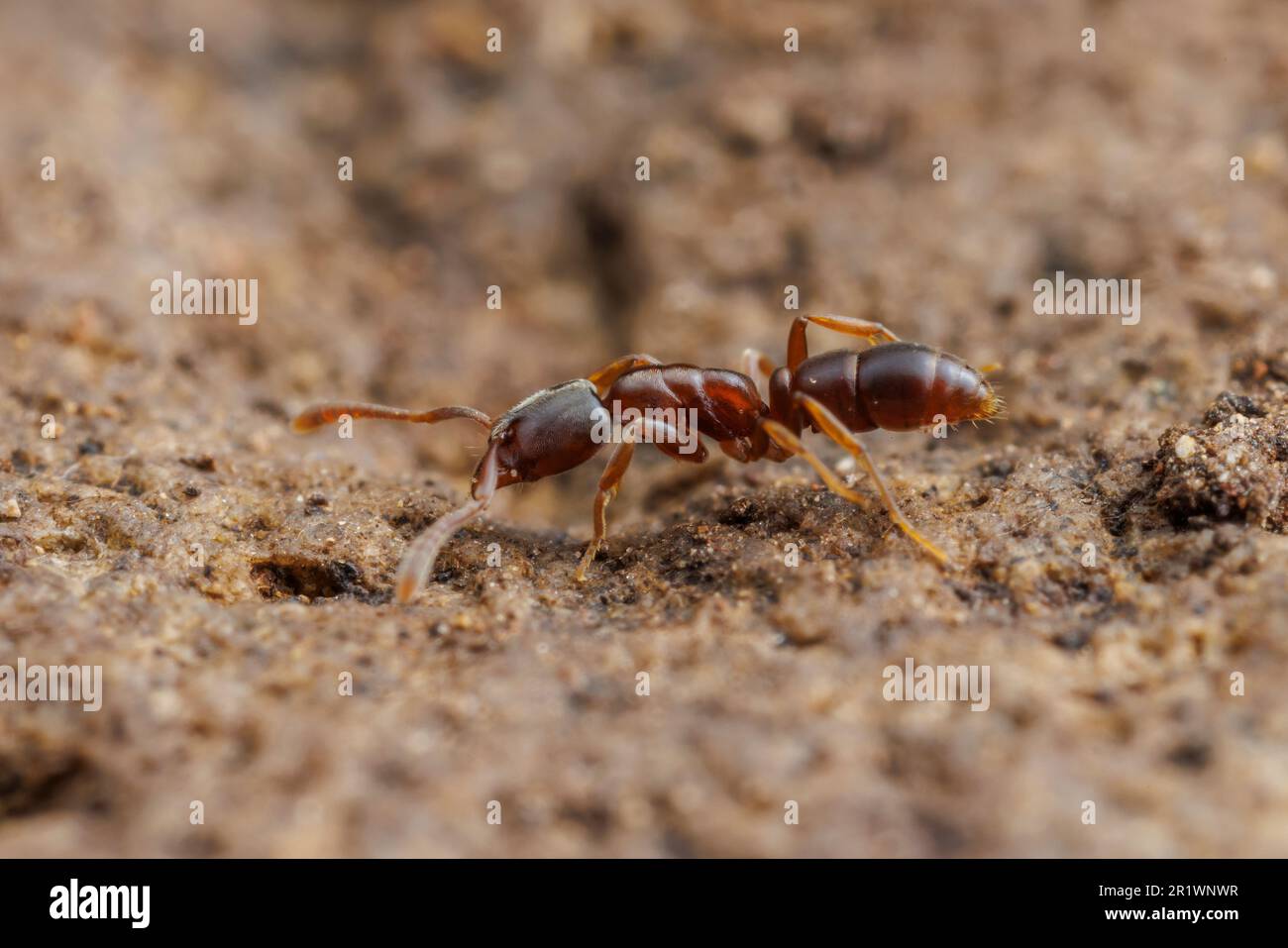 Common crypt ant hi-res stock photography and images - Alamy