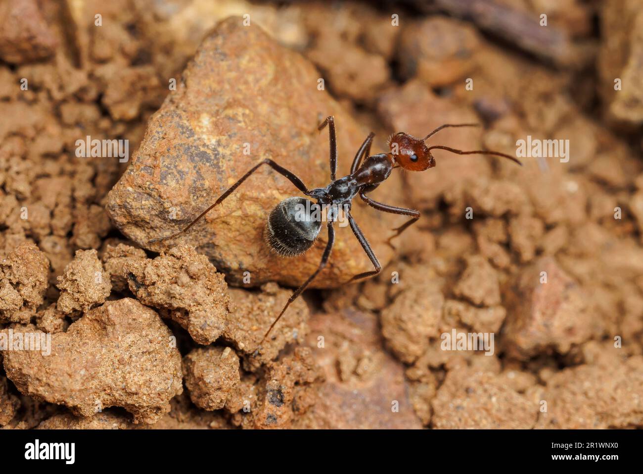 North American Honeypot Ant (Myrmecocystus sp Stock Photo Alamy