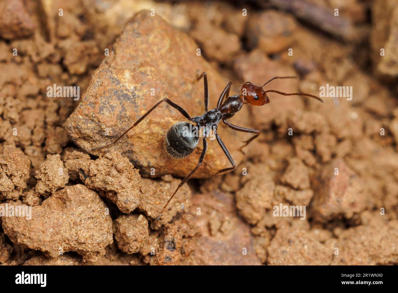 North American Honeypot Ant (Myrmecocystus sp.) Stock Photo
