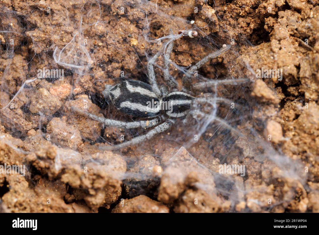 Ground Spider (Cesonia gertschi) Stock Photo