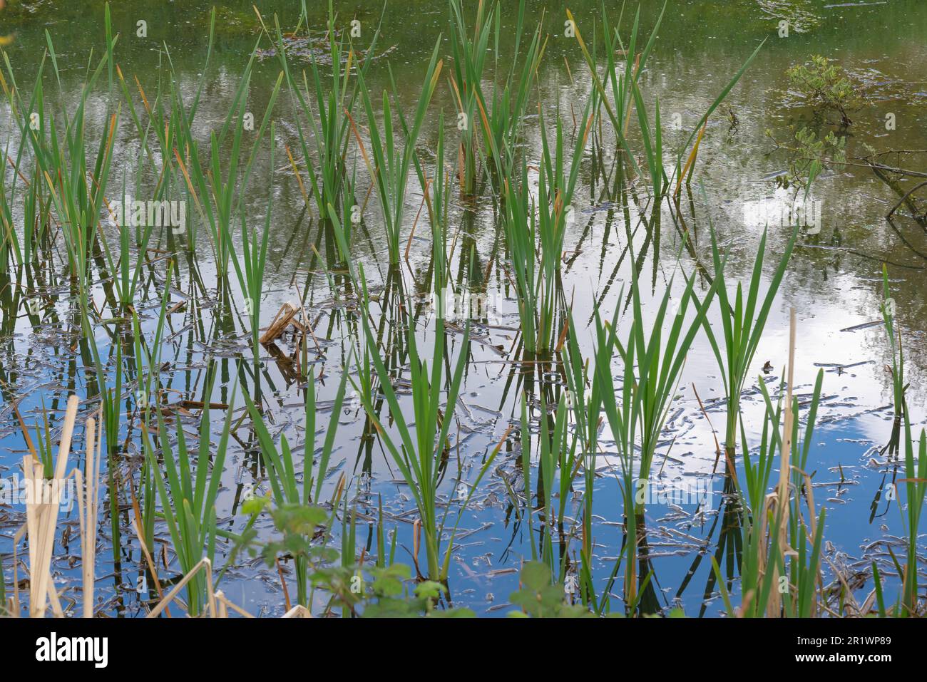 European Reed Beds Reedbeds, low-lying river, floodplains, coastal estuaries, extensive ...