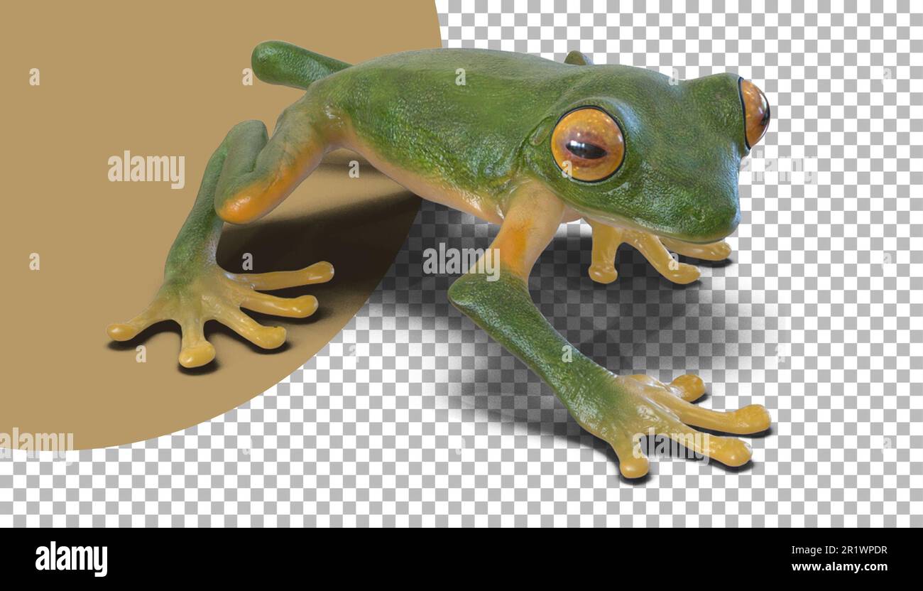 Cute green tree frogs wild life concept. Stock Photo