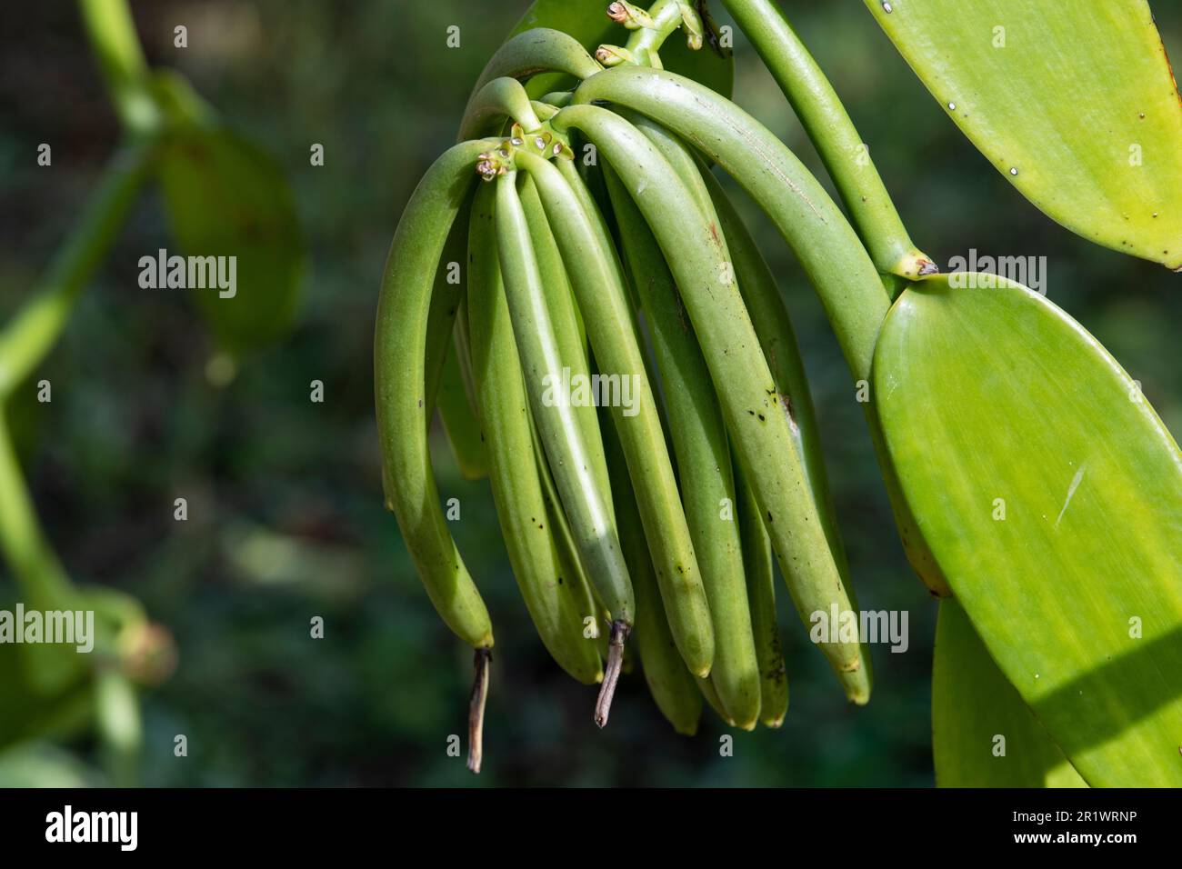 Kingdom of Tonga, Neiafu. Vanilla plantation, vanilla pods on vine. Stock Photo