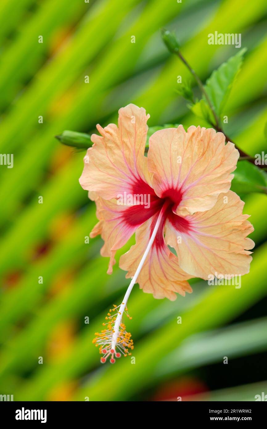 Kingdom of Tonga. Peach colored hibiscus flower. Stock Photo