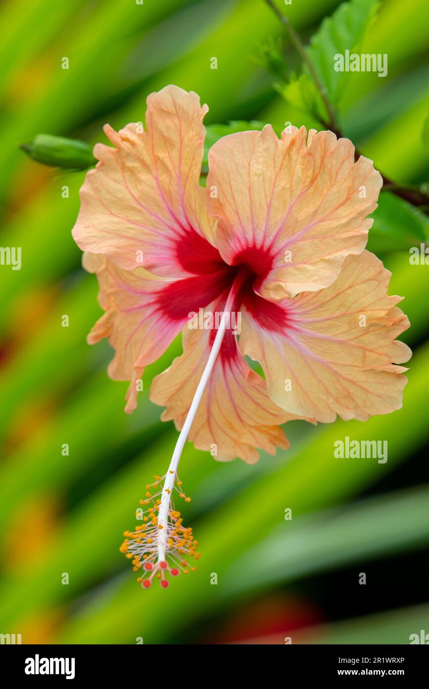 Kingdom of Tonga. Peach colored hibiscus flower. Stock Photo