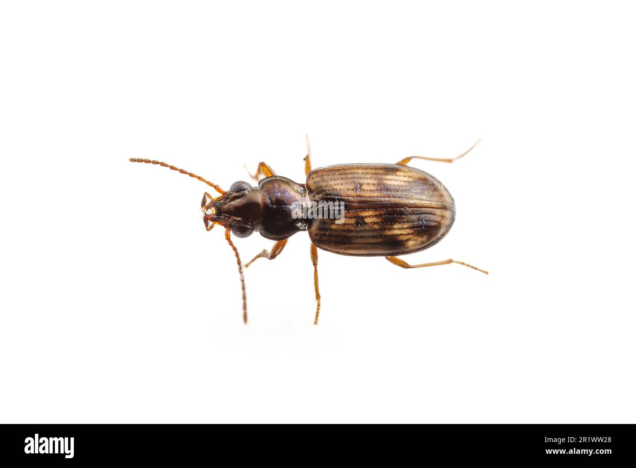 Ground Beetle (Bembidion sp.), isolated on white background. Stock Photo