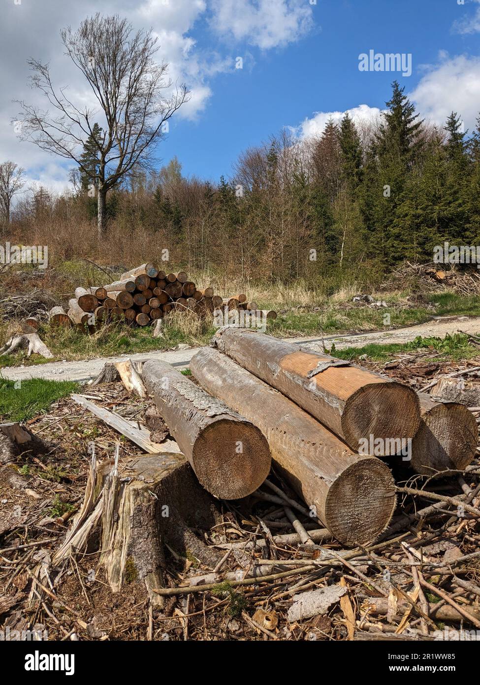 wood industry cut wood. Piles of logs. The consequences of bark beetle calamity in Czech republic,Kurovcova kalamita Vysocina,destroyed woods,deforest Stock Photo