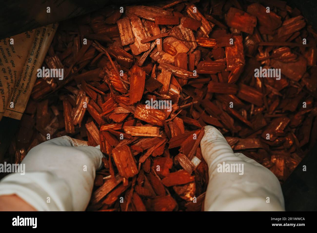 wood chips in hands. mulching with wood chips.Decorative chips for the