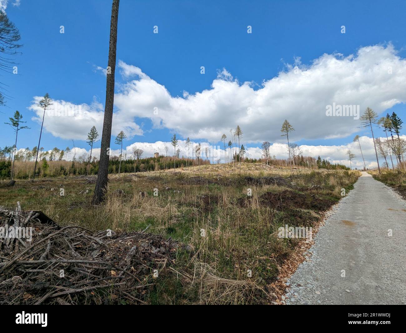 wood industry cut wood. Piles of logs. The consequences of bark beetle calamity in Czech republic,Kurovcova kalamita Vysocina,destroyed woods,deforest Stock Photo