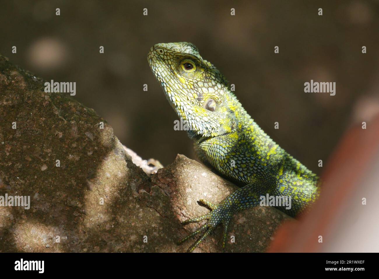 Handsome blue-throated lizard crawling above the shores of lake kivu Stock Photo