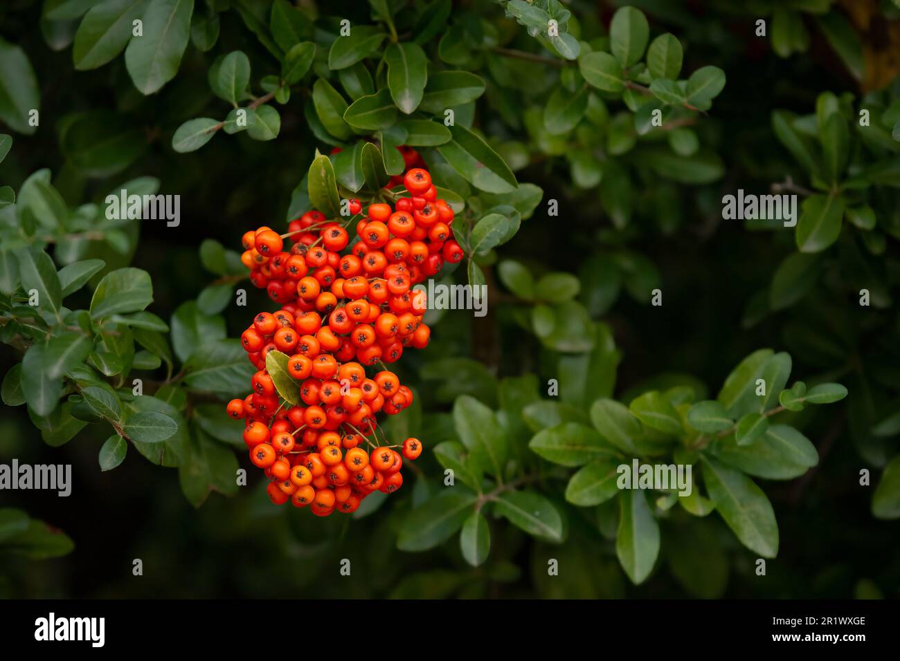 The orange red autumn berries of the Cotoneaster franchetii, a shrub native to southwestern China, but popularly grown elsewhere as ornamental hedges. Stock Photo
