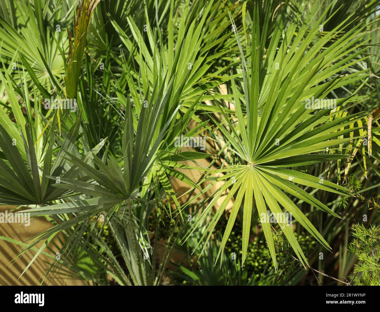 Beautiful green tropical plants growing in garden Stock Photo - Alamy