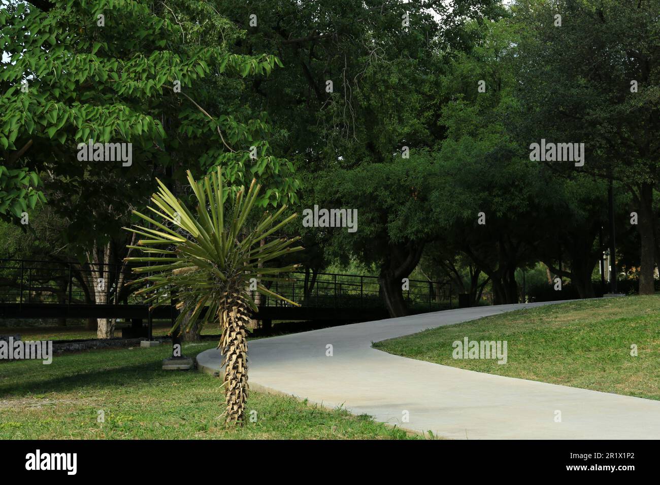 Beautiful view of green park with pathway Stock Photo - Alamy
