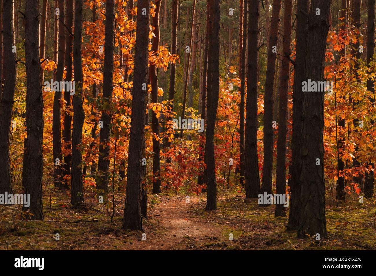 Trail and beautiful trees in forest. Autumn season Stock Photo - Alamy