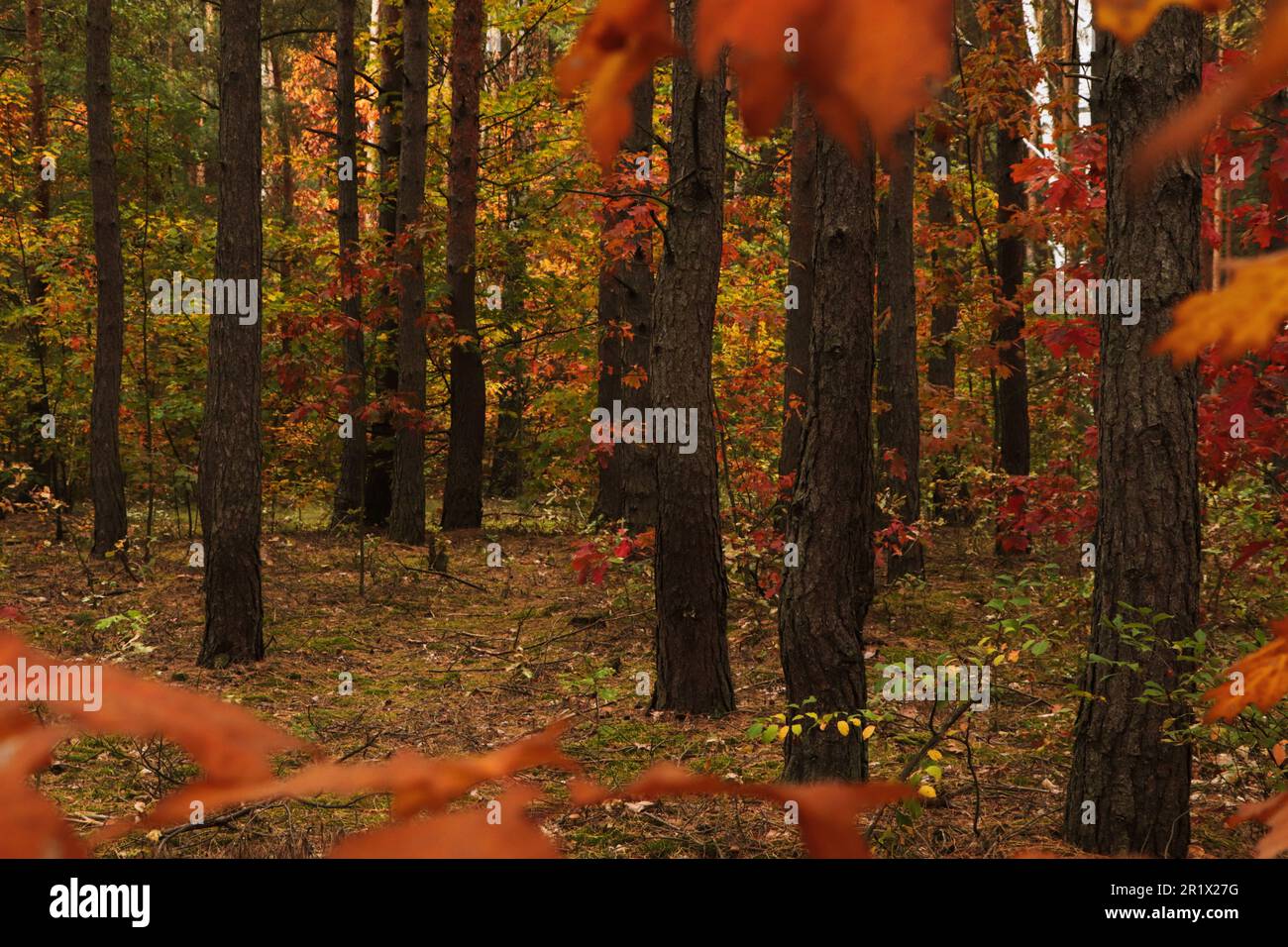 Beautiful trees with colorful leaves in forest. Autumn season Stock ...