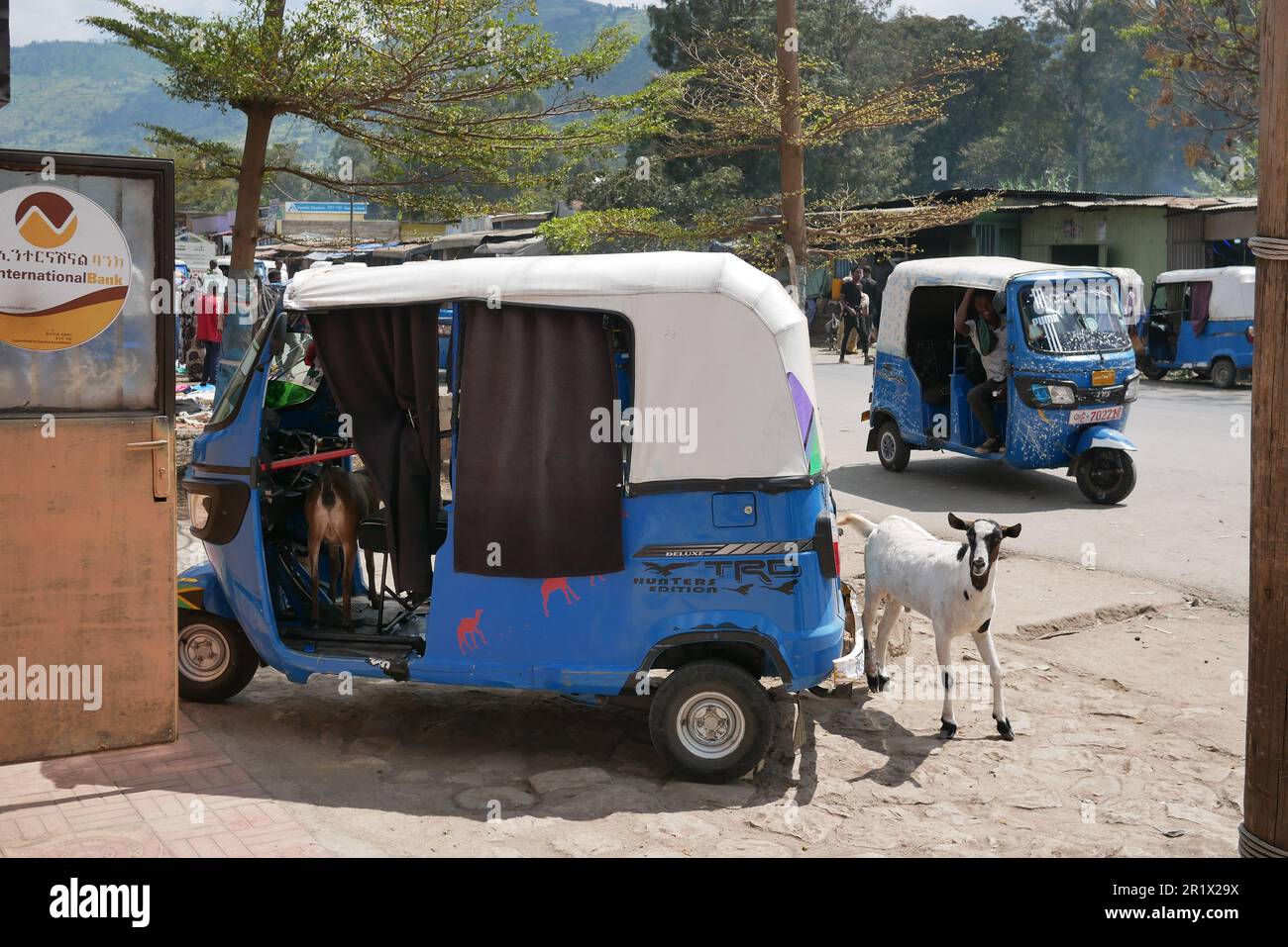 Harar, Ethiopia â€“ 11.02.2022: goats climbing aboard an autorickshaw Stock Photo