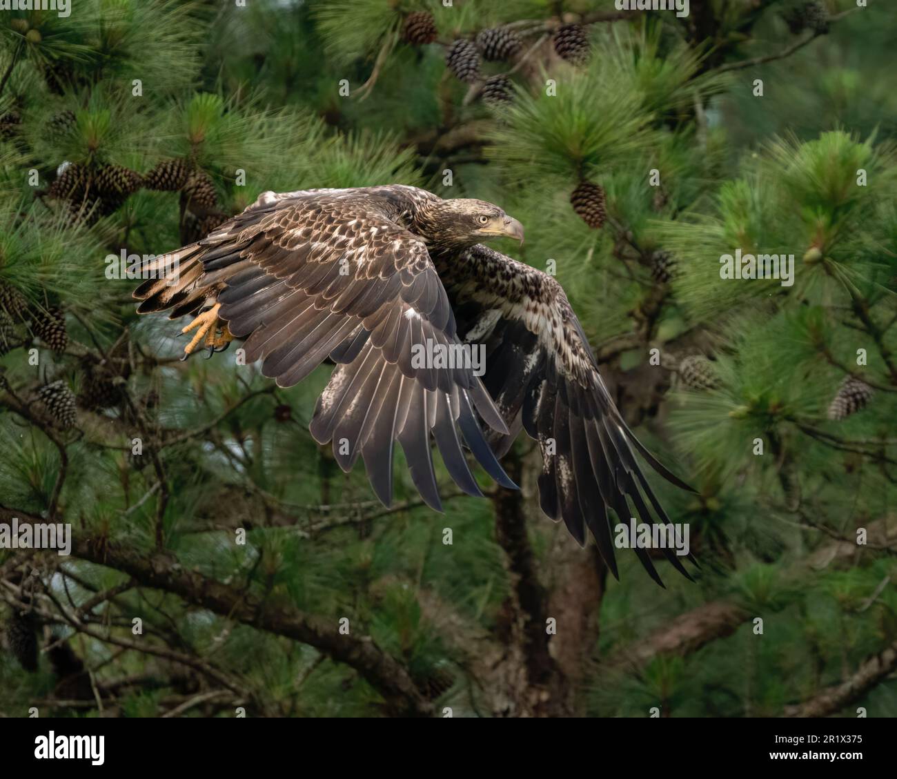 An immature bald eagle flying along a pine forest Stock Photo - Alamy