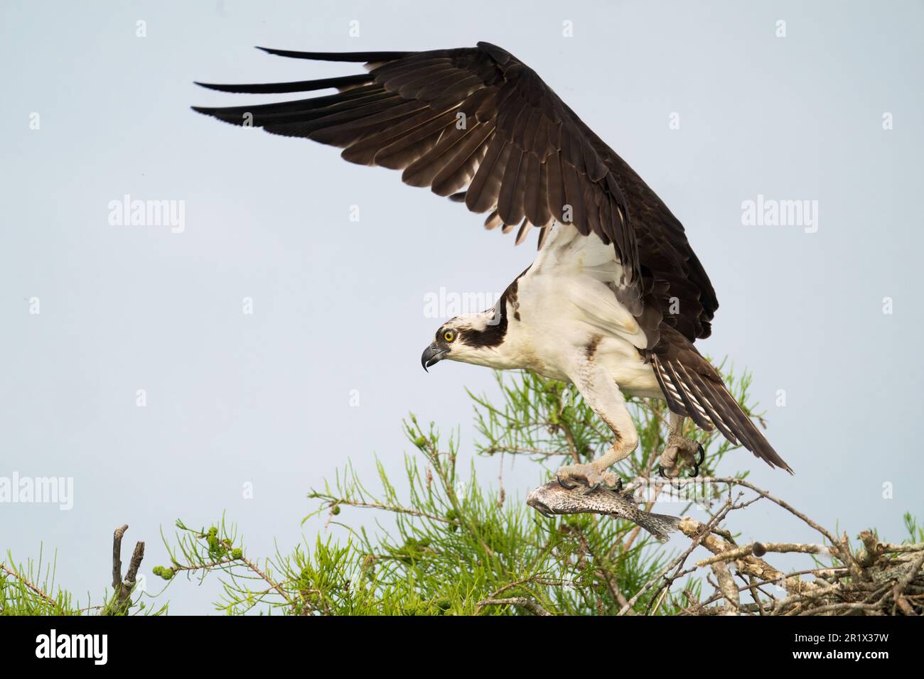 A male osprey leaving his nest with a fish.  The female osprey rejected the fish. Stock Photo