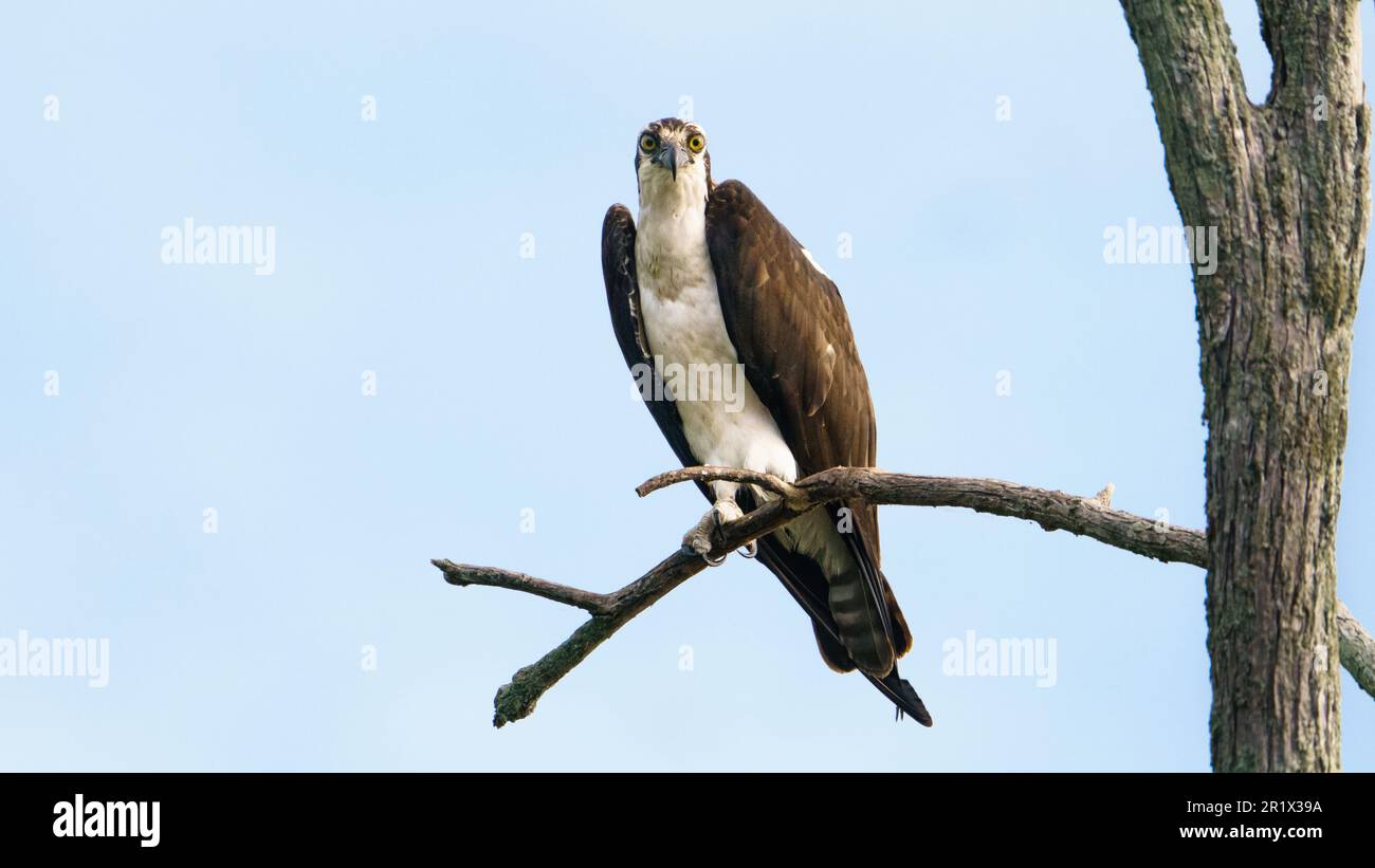 A male osprey perched in a tree. Stock Photo