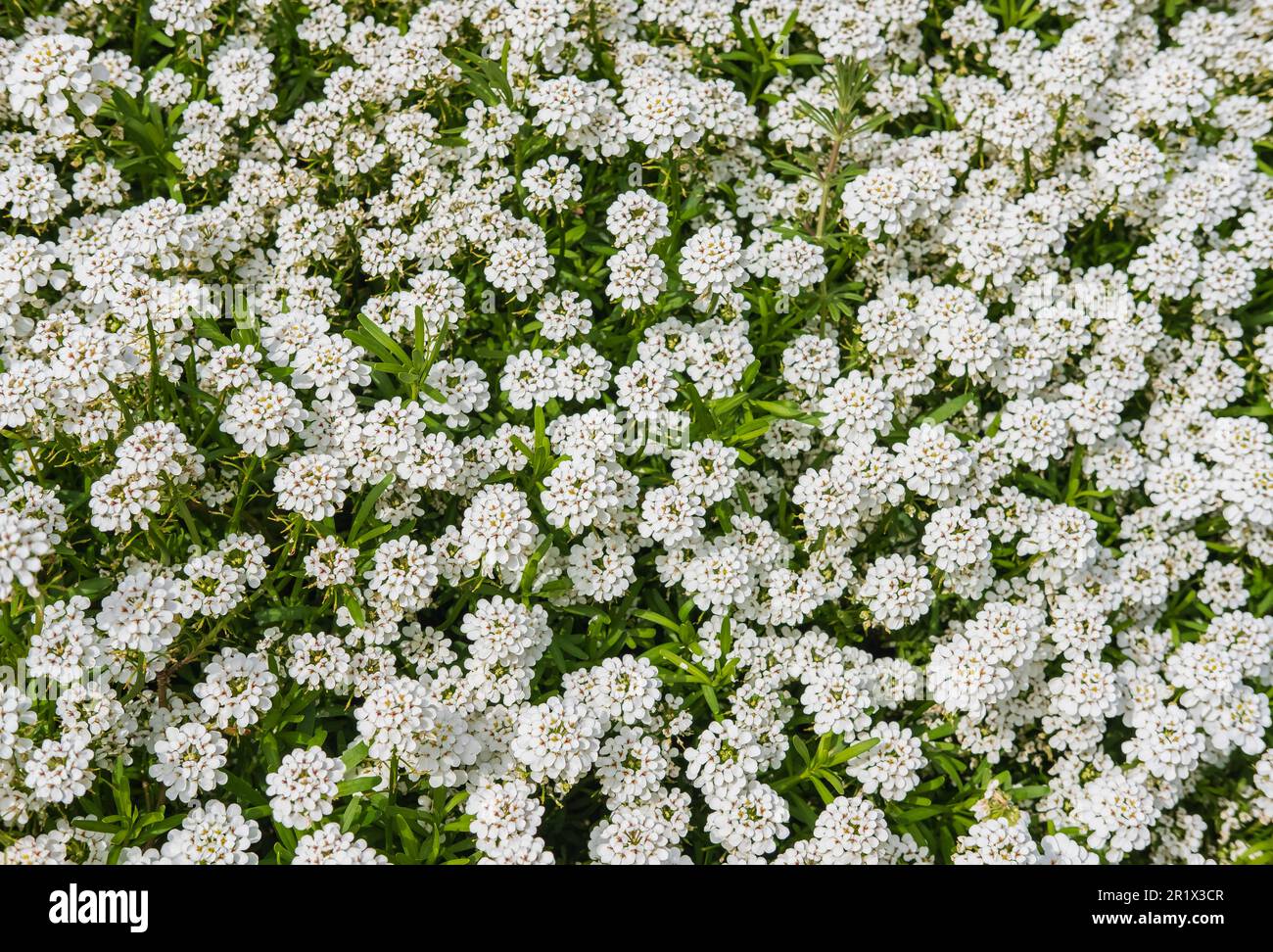 White blooming flowers of the Evergreen Candytuft Iberis sempervirens. Beautiful summer background of white flowers. Nobody, selective focus, top view Stock Photo