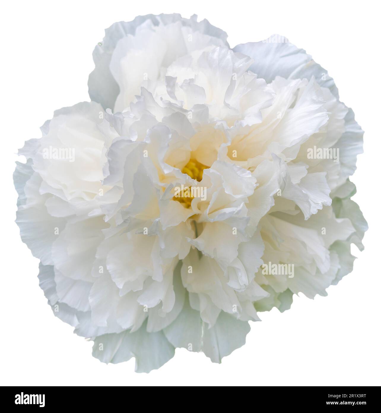 A blooming peony flower with white petals in color. Isolated. Blooming Beauty: Capturing the Vibrant Colors of Peony Season. Sun-Link-Sea Stock Photo
