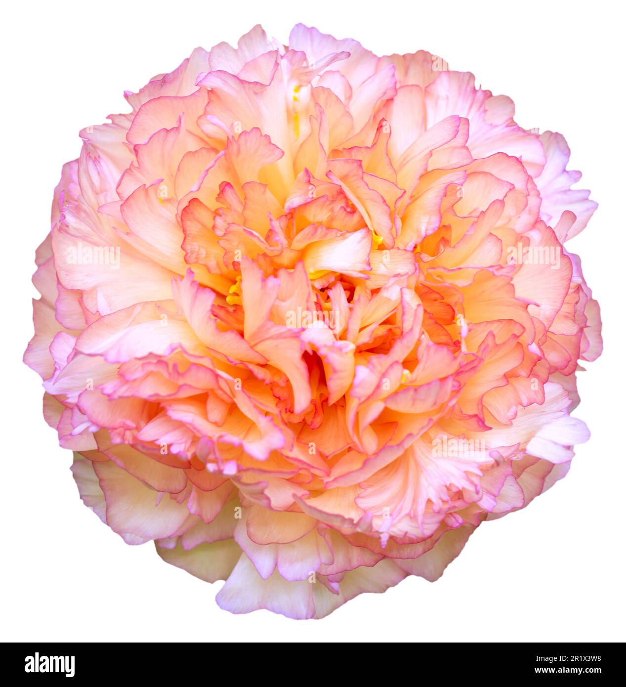 A blooming peony flower with white, yellow and purple petal colors ...