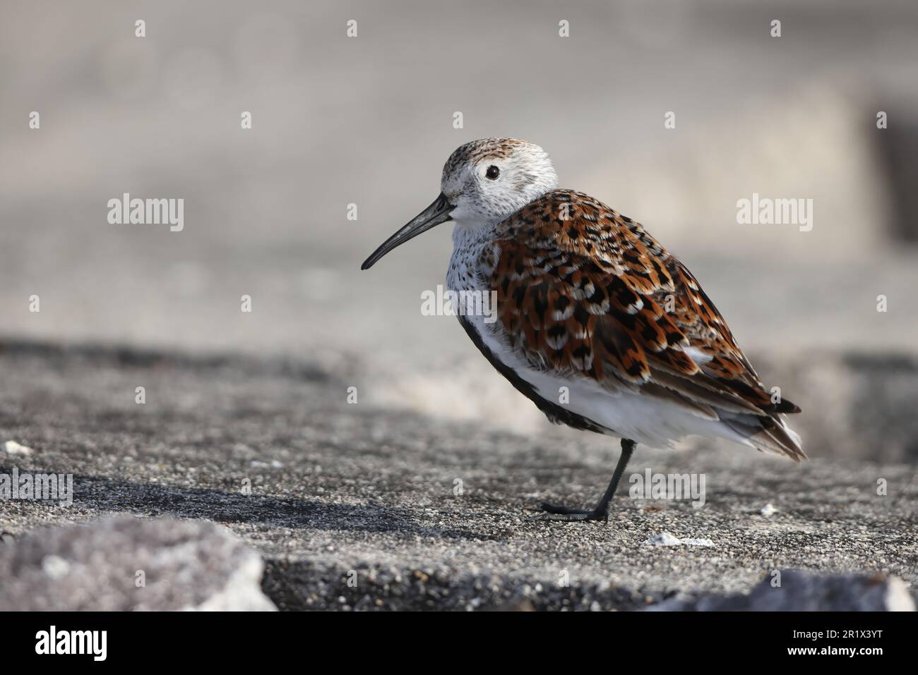 Dunlin summer feather (Calidris alpina ) in Japan Stock Photo