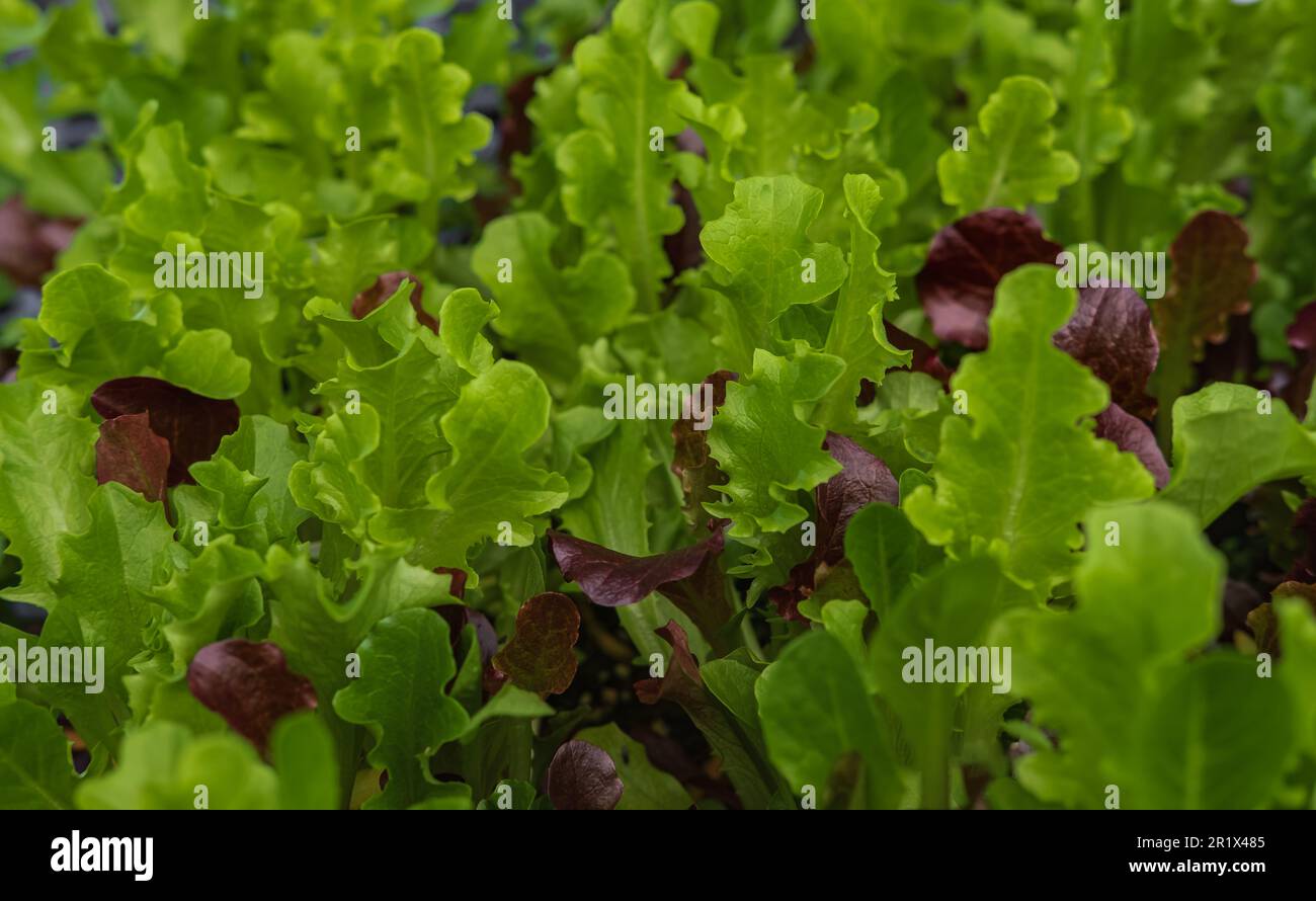 Fresh lettuce crop leaves variety in farm garden. Lettuce different