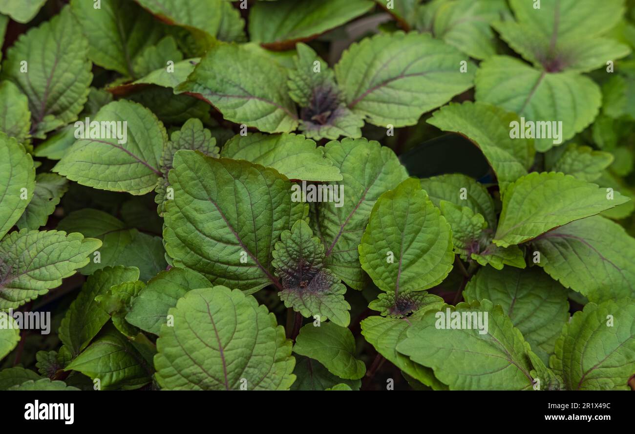 Perilla Shiso Leaf in natural background. Close up Purple Perilla frutescens leaves. Green Perilla leaves blooming in rural fields. Nobody, selective Stock Photo