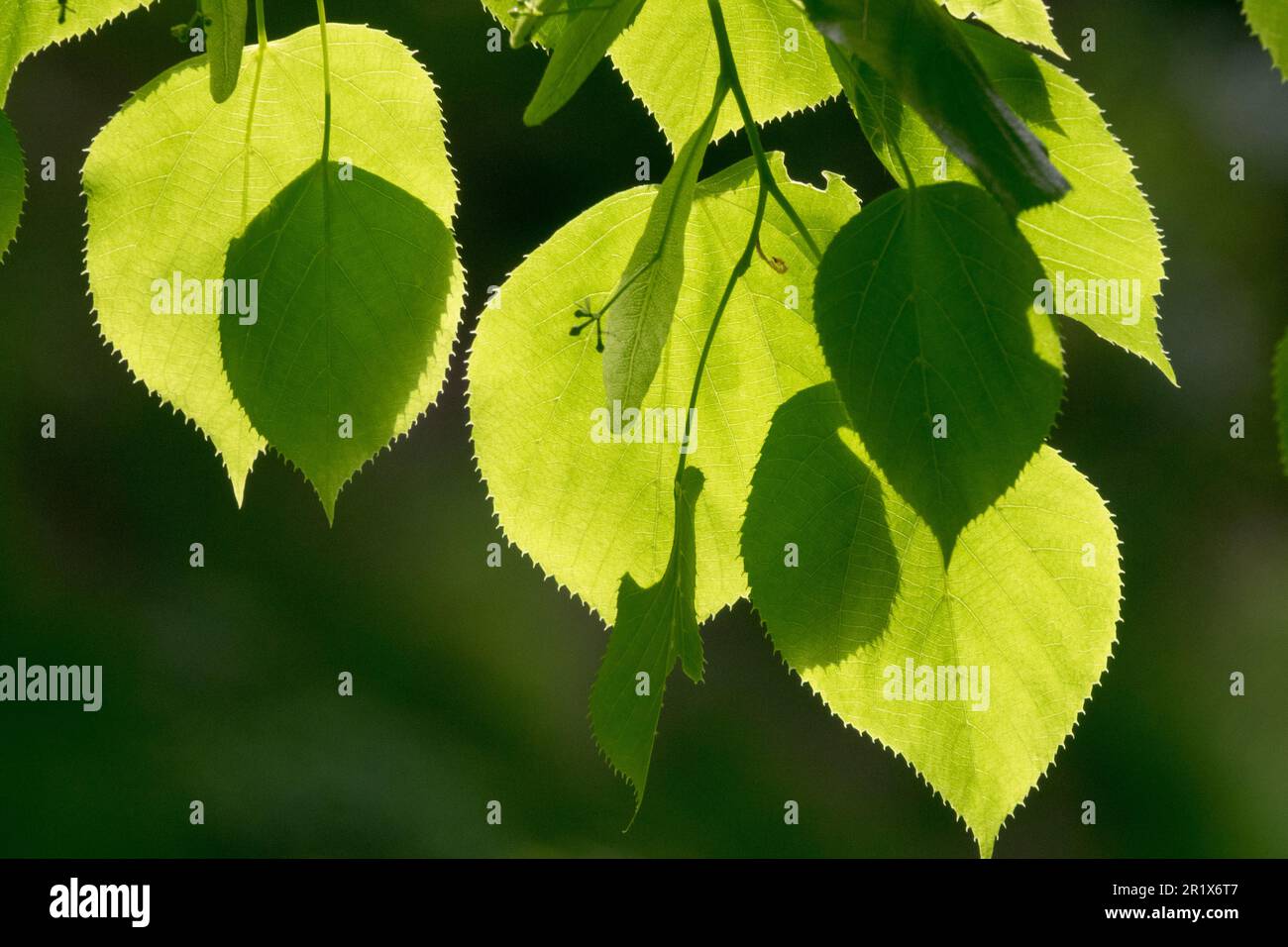 Caucasian Lime, Linden, Tilia x euchlora, Leaves, Caucasian Linden, Spring green, Deciduous, Lime, Sunlit Stock Photo