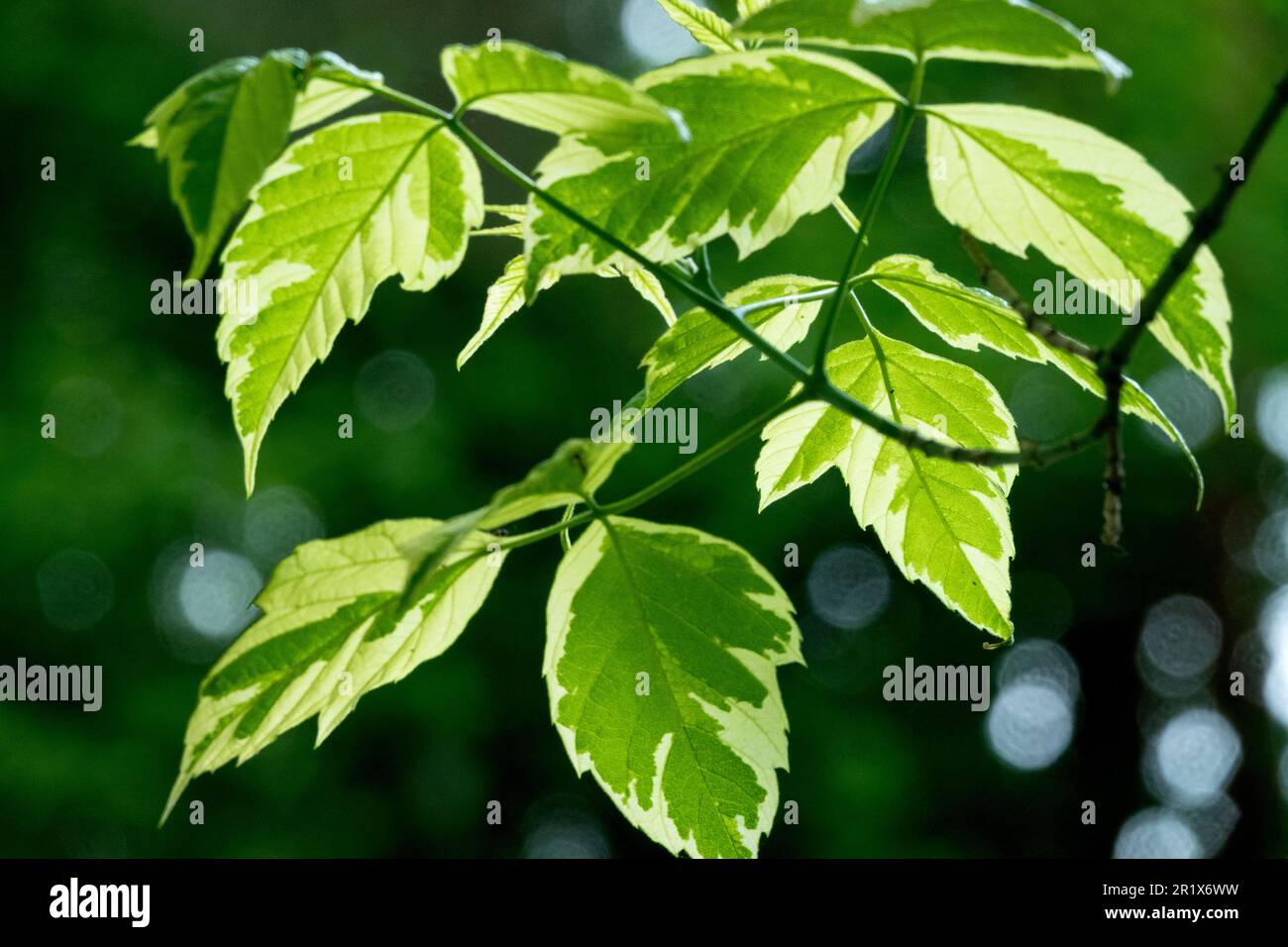 Ash-leaved maple leaves Acer negundo 'Variegatum' Boxelder Stock Photo