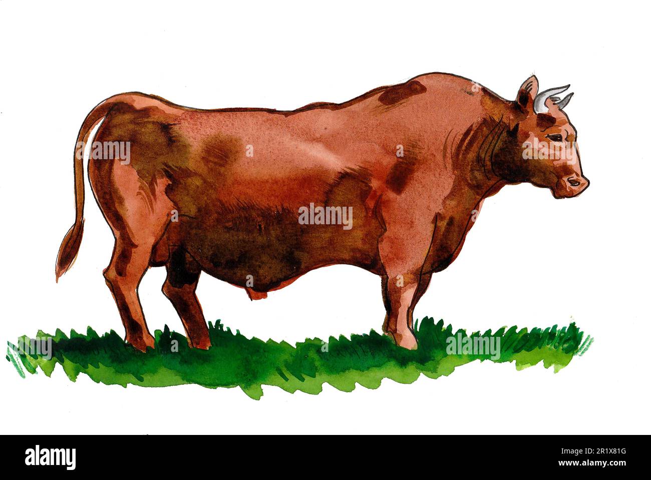 Big brown bull on green grass. Hand drawn ink and watercolor on paper ...