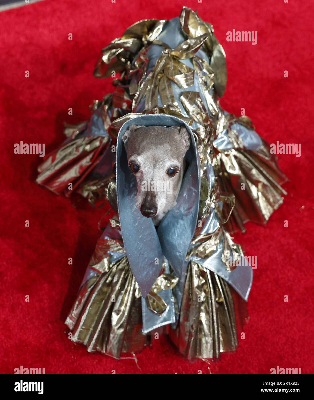 New York, United States. 15th May, 2023. Thomas Shapiro and Italian Greyhound Tika the Iggy arrive on the red carpet at the 27th Annual Webby Awards on May 15, 2023 in New York City. Photo by John Angelillo/UPI Credit: UPI/Alamy Live News Stock Photo