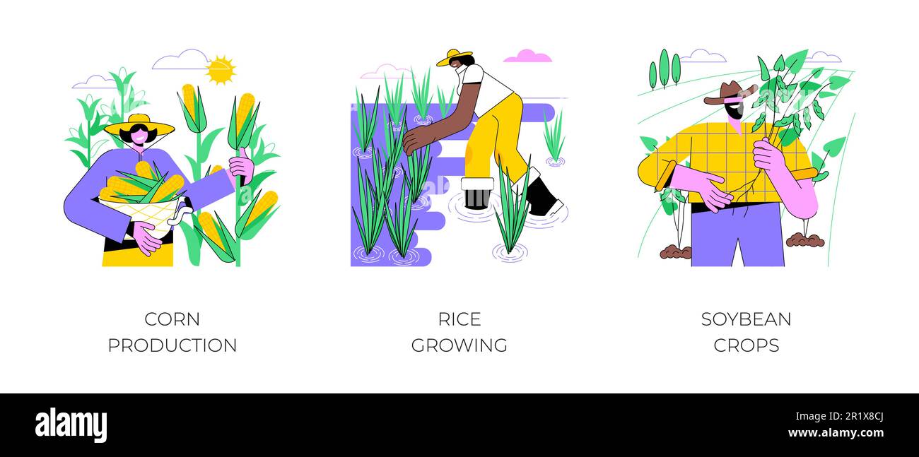 Refining agricultural products isolated cartoon vector illustrations set. Corn production, farmer growing rice plant on field, soybean crops, agriculture business, harvesting process vector cartoon. Stock Vector