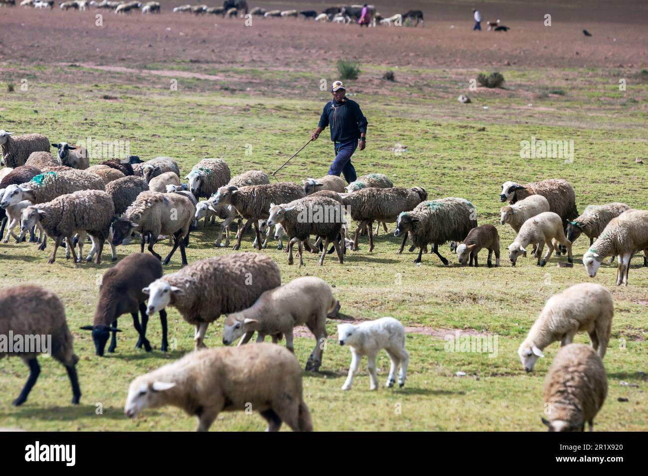 MARAS, PERU - APRIL 30, 2012 : A man walking with his flock of sheep as the animals graze on a plateau at Maras in Peru. Maras is a town in the Sacred Stock Photo