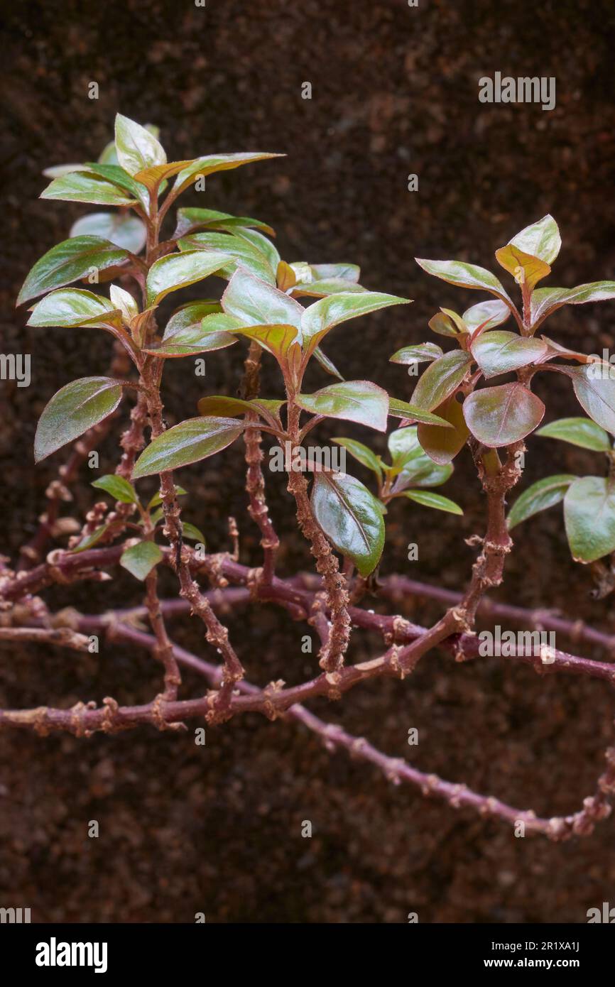 close-up of ludwigia repens plant, aka creeping primrose-willow or red  ludwigia, popular aquatic plant found in ponds, lakes and slow moving  streams Stock Photo - Alamy, image size:866x1390