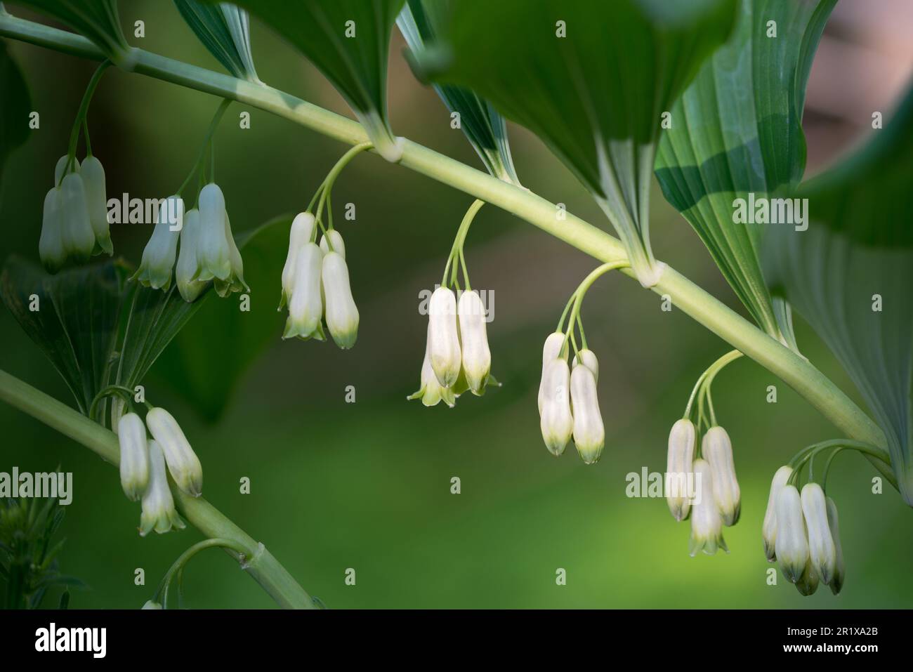 Polygonatum multiflorum, Solomon's seal white forest flowers closeup selective focus Stock Photo