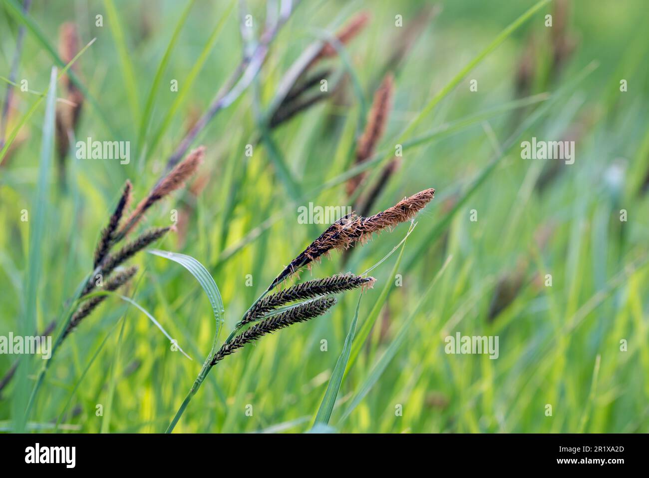 Flowering spring Carex acutiformis, lesser pond-sedge closeup selective focus Stock Photo
