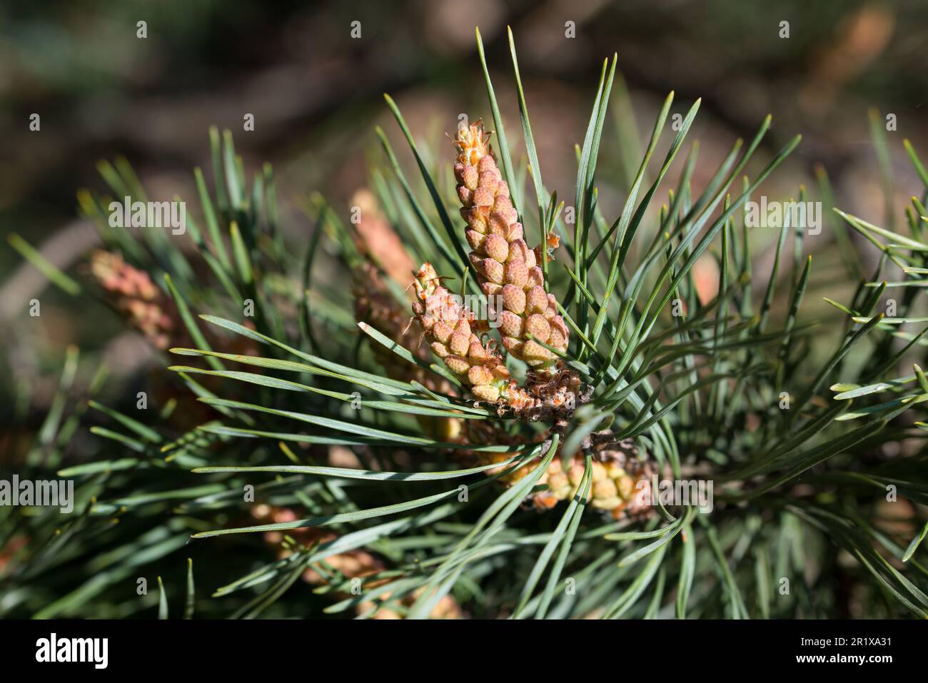 pine male spring  flowers closeup selective focus Stock Photo